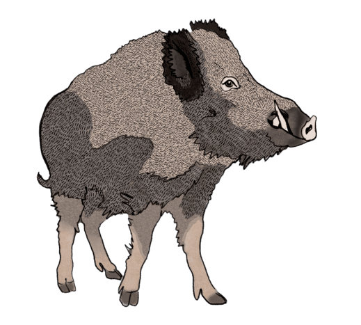 Wildschwein